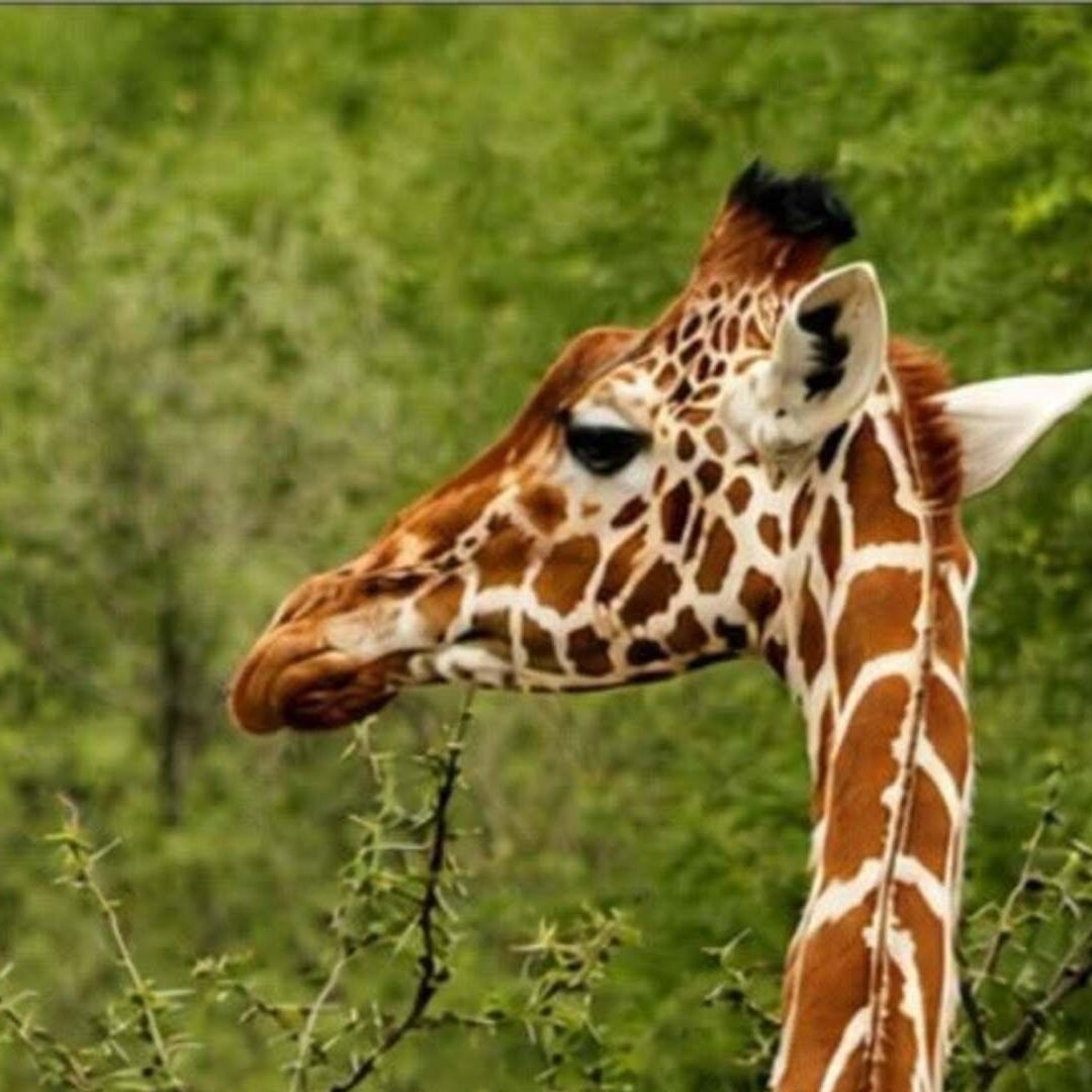 Muere Jirafa en Un Accidente en el Zoológico de León